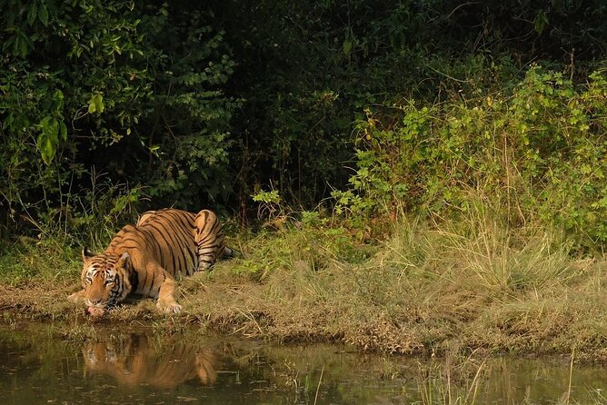 Sariska Tiger Reserve Assistance for Gypsy Private Safari Tickets - Why the Private Jeep Matters