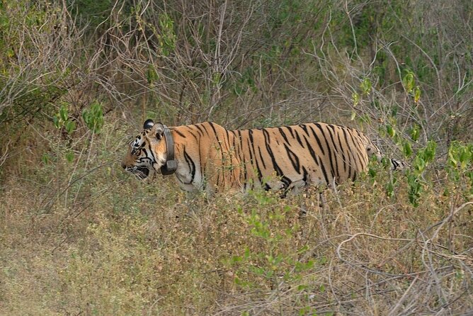 Sariska Tiger Reserve Assistance for Gypsy Private Safari Tickets - Is $113.48 a Fair Price?