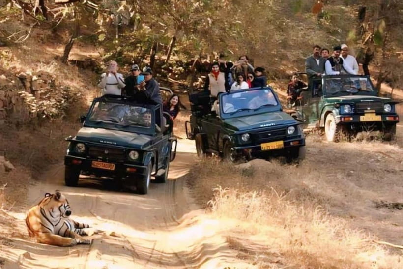 Sawai Madhopur: Ranthambore National Park Guided Jeep Safari - Searching the forest for Bengal tigers