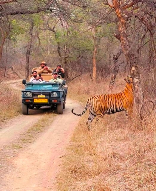 Sawai Madhopur: Ranthambore National Park Guided Jeep Safari - The guide can make or break the outing