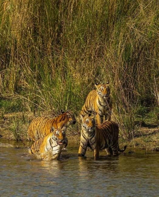 Sawai Madhopur: Ranthambore National Park Guided Jeep Safari - What the $45 price really includes