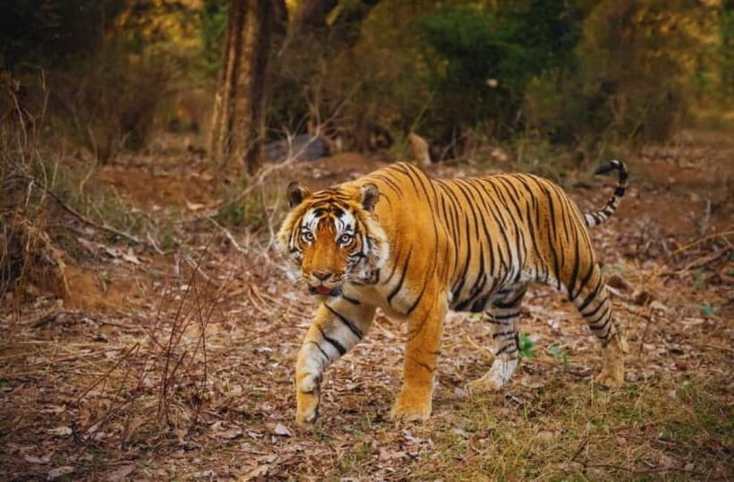 Sawai Madhopur: Ranthambore National Park Guided Jeep Safari - Photography without missing the moment