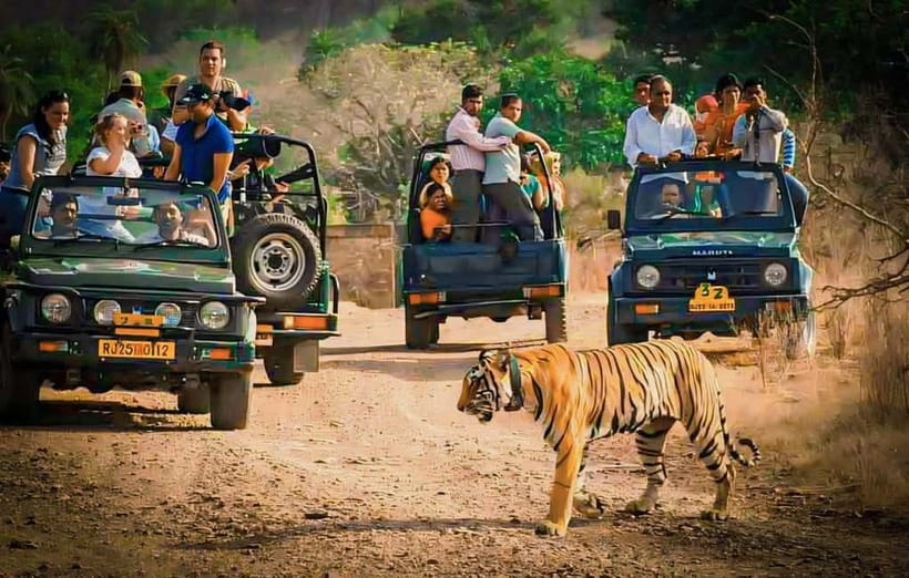 Sawai Madhopur: Ranthambore National Park Guided Jeep Safari - What the jeep safari feels like
