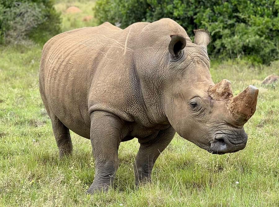 Schotia Private Game Reserve Safari - Savannah, Grassland, Forest, and Mountain Views