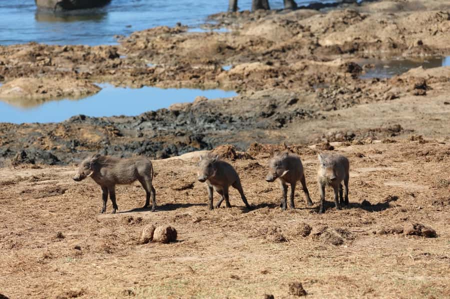 Schotia Private Game Reserve Safari - Waterholes and the Large Lake