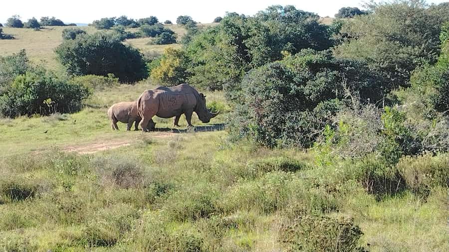 Schotia Private Game Reserve Safari - What the $230 Price Includes