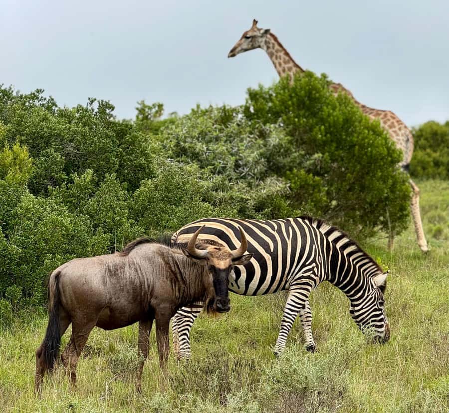 Schotia Private Game Reserve Safari - Practical Tips for a Better Drive