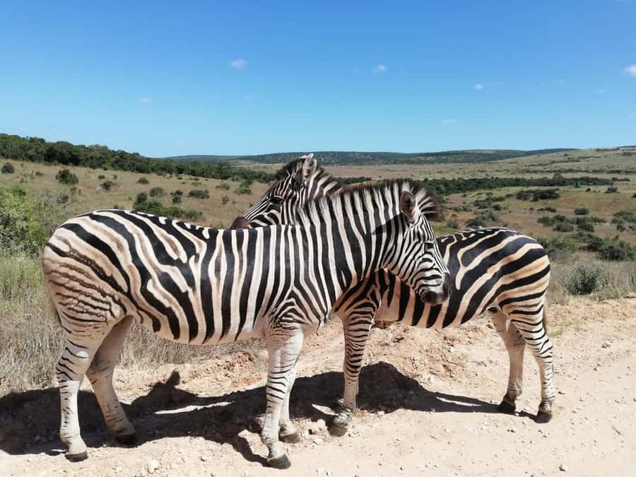 Schotia Private Game Reserve Safari - Four Hours Inside Schotia Private Game Reserve
