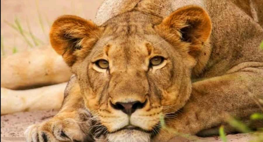 Schotia Safaris: Best Wildlife Encounters in Port Elizabeth - What the open 4x4 means for your comfort