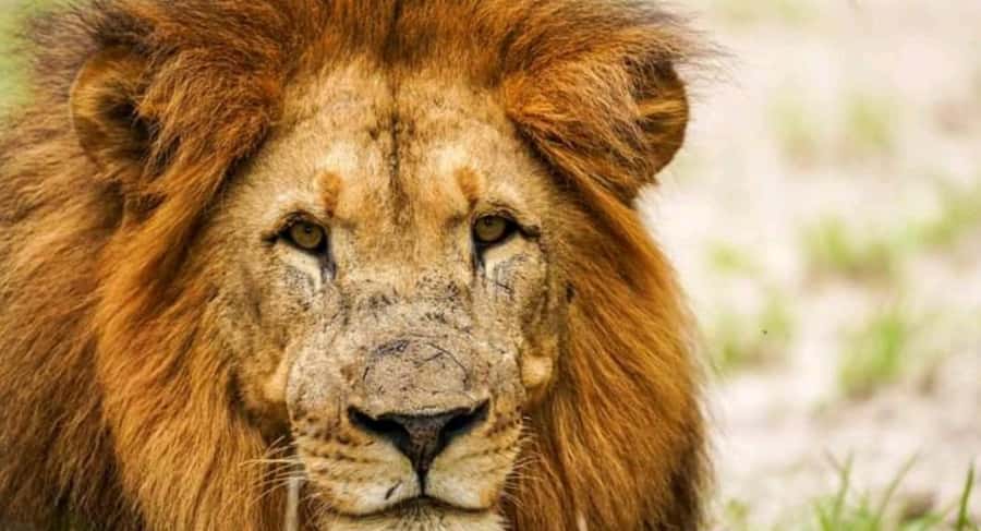 Schotia Safaris: Best Wildlife Encounters in Port Elizabeth - Is $227 a fair price?