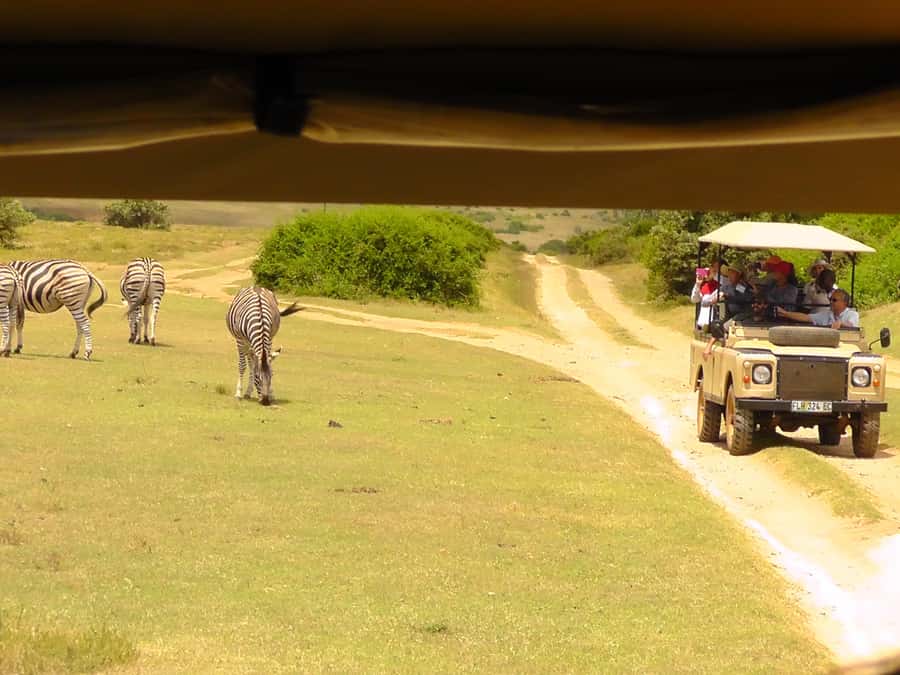 Schotia Safaris: Best Wildlife Encounters in Port Elizabeth - How the schedule works from pickup to return