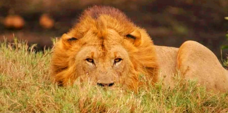 Schotia Safaris: Best Wildlife Encounters in Port Elizabeth - What makes the guide important