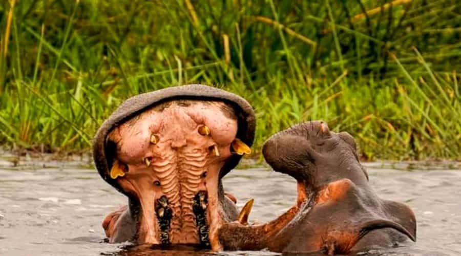 Schotia Safaris: Best Wildlife Encounters in Port Elizabeth - Four hours inside Schotia Private Game Reserve