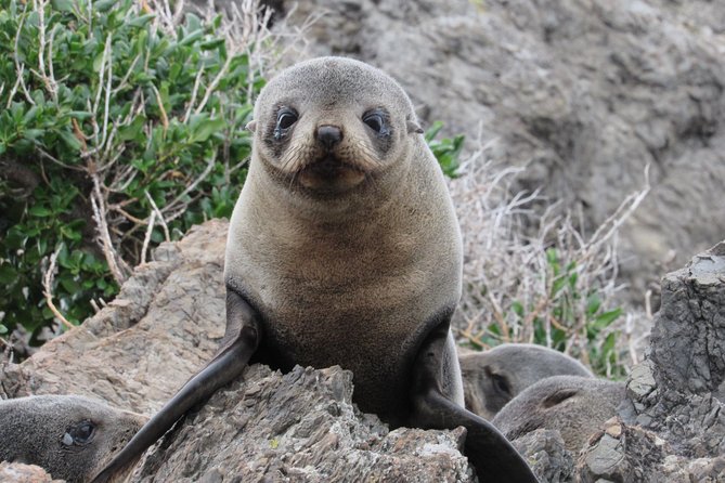 Seal Coast Safari - Exclusive access to Wellington's secret coast - Five things to know before you book