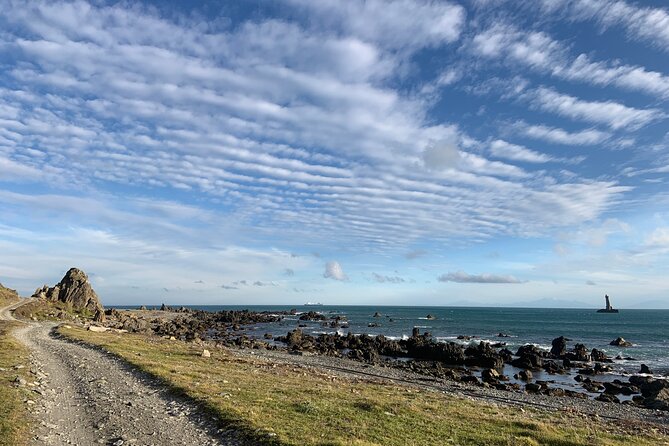 Seal Coast Safari - Exclusive access to Wellington's secret coast - Meeting the fur seals at Karori Rock