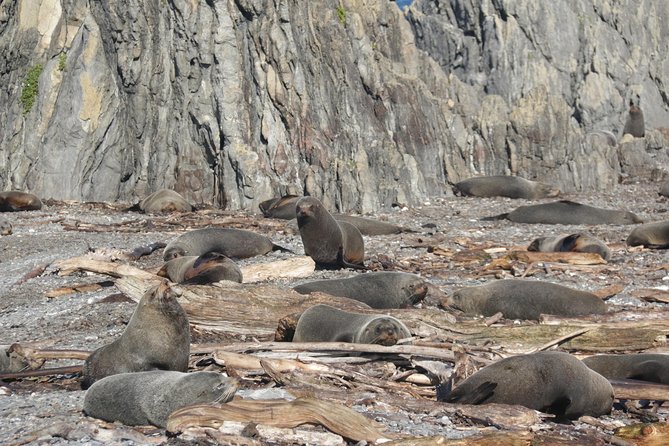 Seal Coast Safari - Exclusive access to Wellington's secret coast - The guides make or break the ride