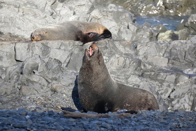 Seal Coast Safari - Exclusive access to Wellington's secret coast - Transport, timing, and pickup details