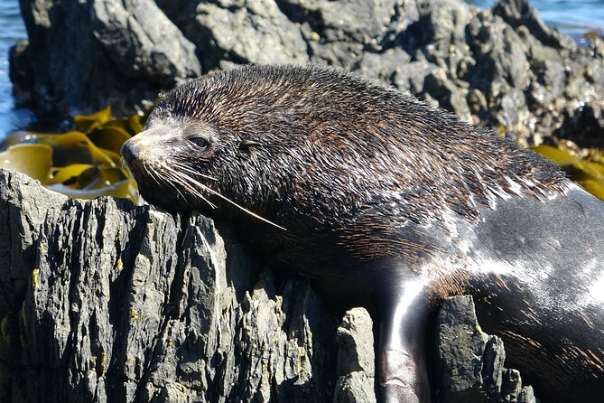 Seal Coast Safari - Exclusive access to Wellington's secret coast - Otari-Wilton’s Bush begins the story
