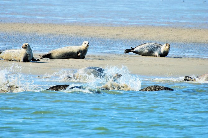 Seal Safari at UNESCO Site Waddensea from Amsterdam - Why the Wadden Sea is worth the long outing