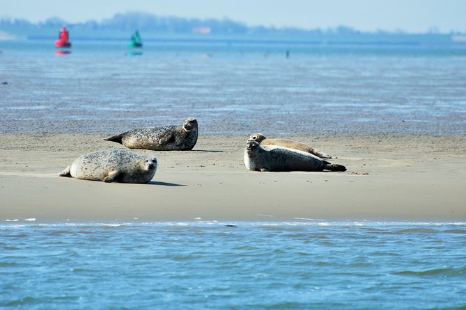 Seal Safari at UNESCO Site Waddensea from Amsterdam - The countryside ride and the village of Twisk