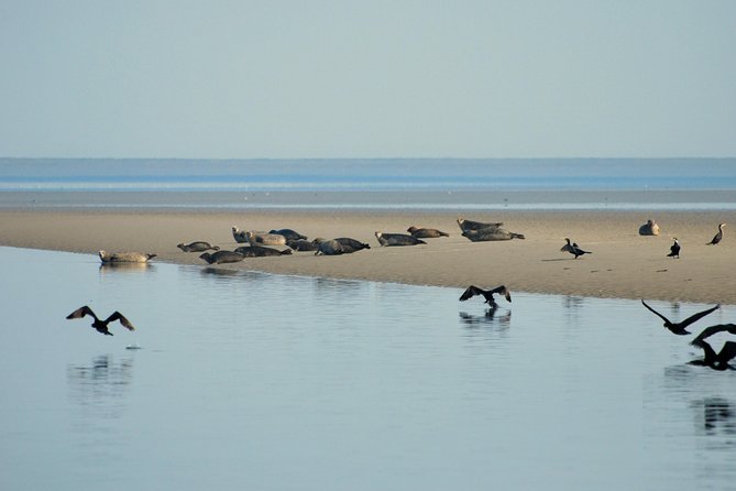 Seal Safari at UNESCO Site Waddensea from Amsterdam - What the guide adds to the day