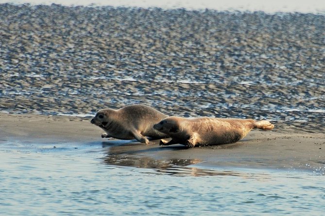 Seal Safari at UNESCO Site Waddensea from Amsterdam - Families, access, and weather planning