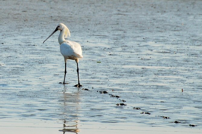 Seal Safari at UNESCO Site Waddensea from Amsterdam - Who should book this Wadden Sea outing?