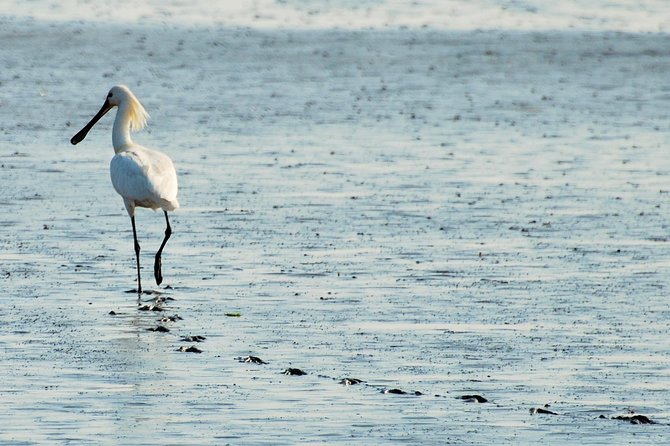 Seal Safari at UNESCO Site Waddensea from Amsterdam - Should you book the seal safari?
