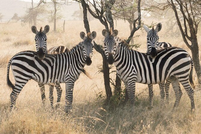 Serengeti Balloon Safari and authentic bush breakfast - Why this sunrise safari is worth your attention