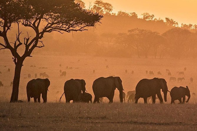 Serengeti & Ngorongoro fly in safari - What is included, and where the value lies
