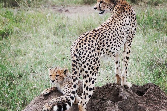 Serengeti & Ngorongoro fly in safari - Guides, food, and the private group format