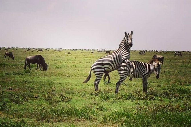Serengeti & Ngorongoro fly in safari - Who will get the most from these three days