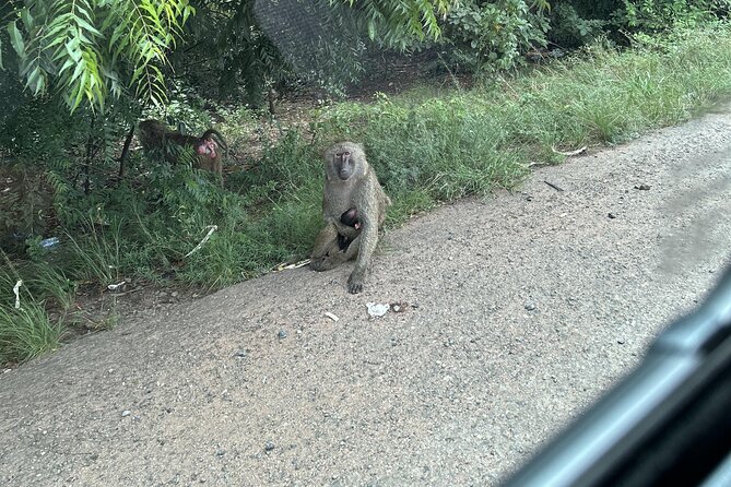 Shai Hills Safari - Hike & See Animals - The animals you may see at Shai Hills