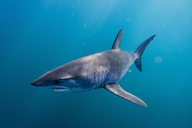 Shark Safari & Snorkel Adventure in Cabo San Lucas - What swimming near makos and blue sharks can be like