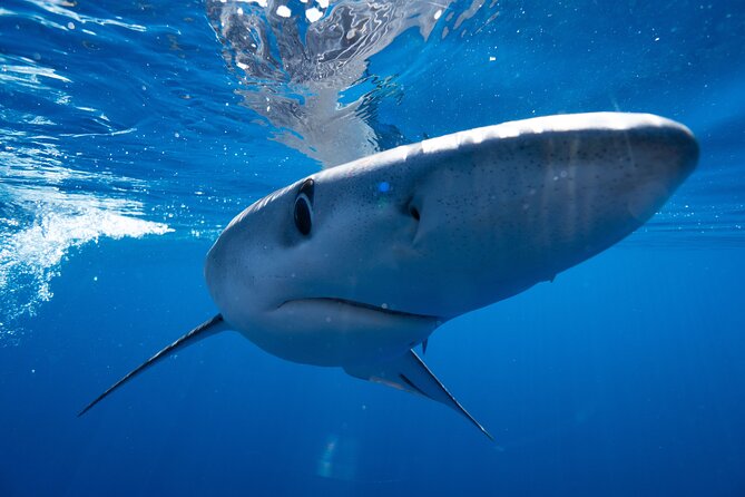 Shark Safari & Snorkel Adventure in Cabo San Lucas - Snacks, water, equipment, and underwater media