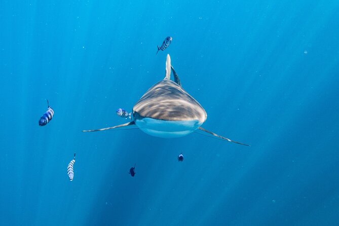 Shark Safari & Snorkel Adventure in Cabo San Lucas - El Arco and the famous Cabo shoreline