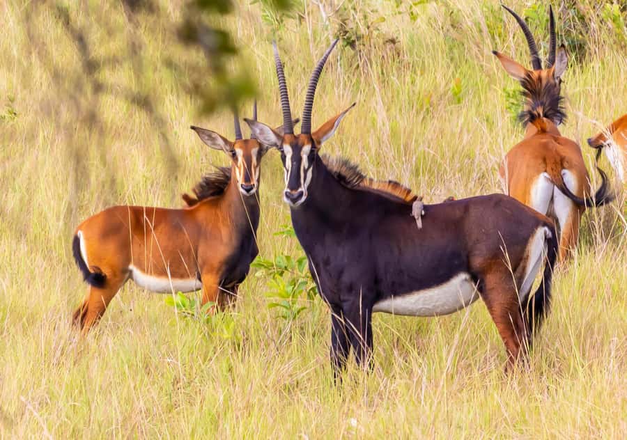 Shimba Hills Day Safari & Sheldrick Falls Hike Private Tour - Game drives in Shimba Hills National Reserve