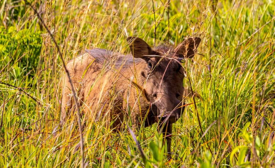 Shimba Hills Day Safari & Sheldrick Falls Hike Private Tour - The walk to Sheldrick Falls