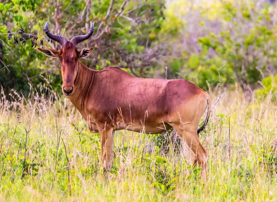 Shimba Hills Day Safari & Sheldrick Falls Hike Private Tour - Lunch and pool time at Shimba Green Lodge