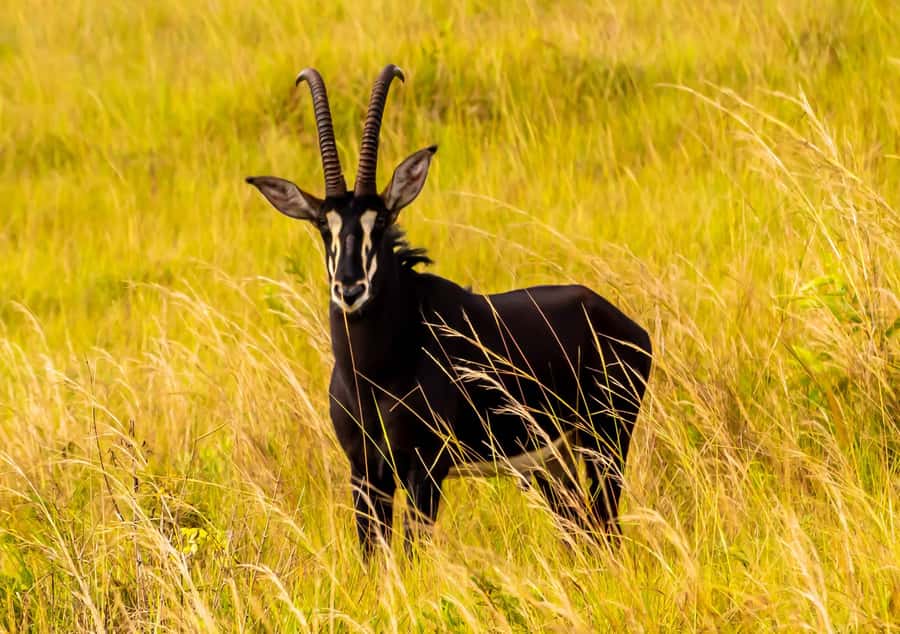 Shimba Hills Day Safari & Sheldrick Falls Hike Private Tour - Is $270 per person good value?
