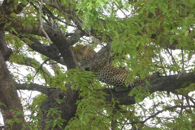 Short Safari from Dar es Salaam to Mikumi National Park - 2 Days - Key details before you book