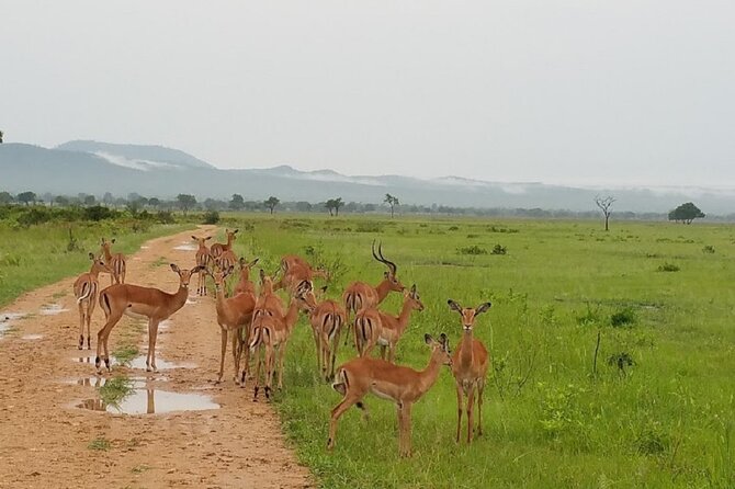 Short Safari from Dar es Salaam to Mikumi National Park - 2 Days - Day one: the 5 a.m. road to Mikumi