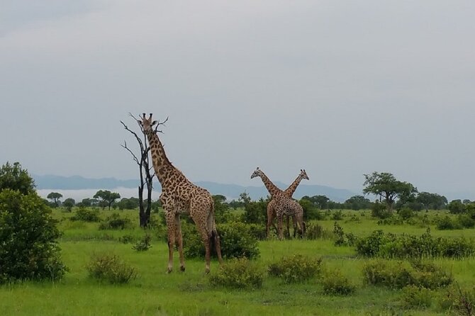 Short Safari from Dar es Salaam to Mikumi National Park - 2 Days - Day two: early wildlife, breakfast, then back to Dar