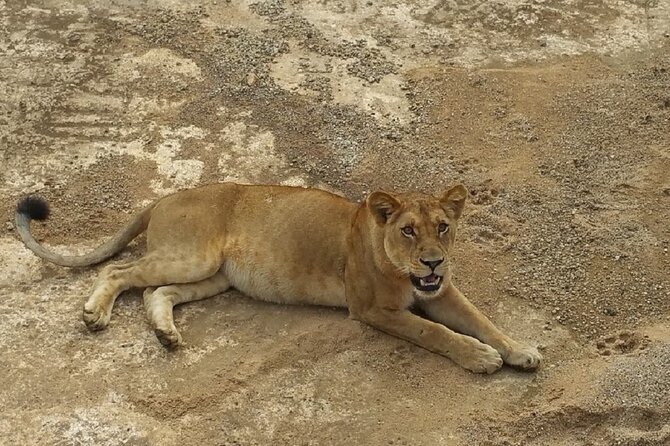 Short Safari from Dar es Salaam to Mikumi National Park - 2 Days - Wildlife you may see in Mikumi