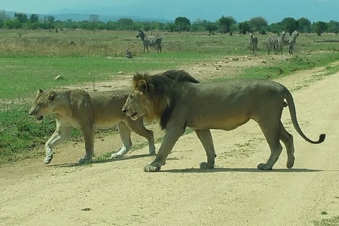 Short Safari from Dar es Salaam to Mikumi National Park - 2 Days - How good is the private format?