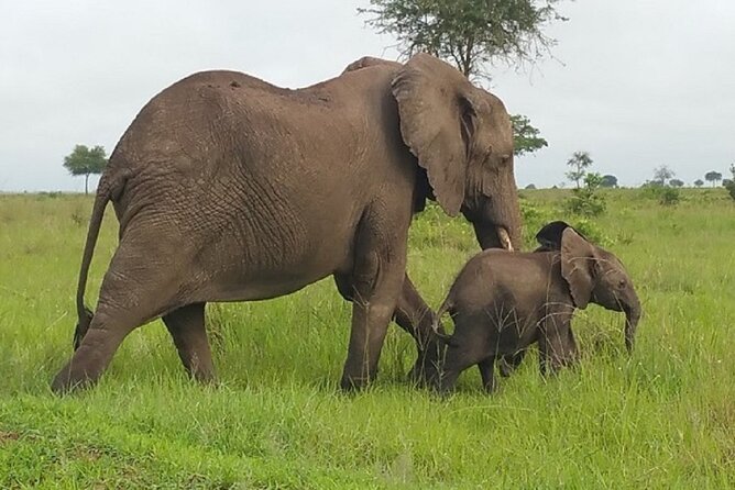 Short Safari from Dar es Salaam to Mikumi National Park - 2 Days - Is $745 per person good value?