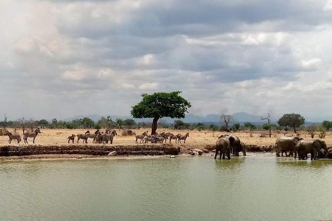 Short Safari from Dar es Salaam to Mikumi National Park - 2 Days - Sleeping at the TANAPA tourist cottage