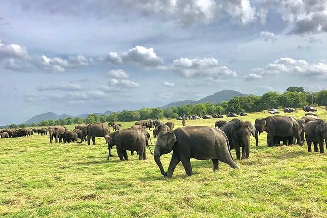 Sigiriya Hike & Minneriya Safari Private Full Day Tour - The real price: $60 becomes much more
