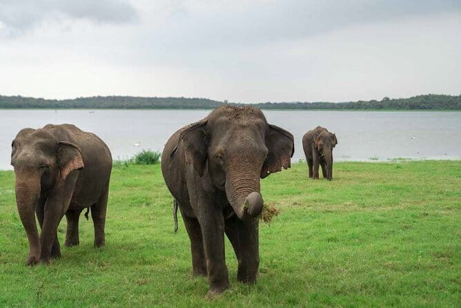 Sigiriya Hike & Minneriya Safari Private Full Day Tour - Booking advice and cancellation terms