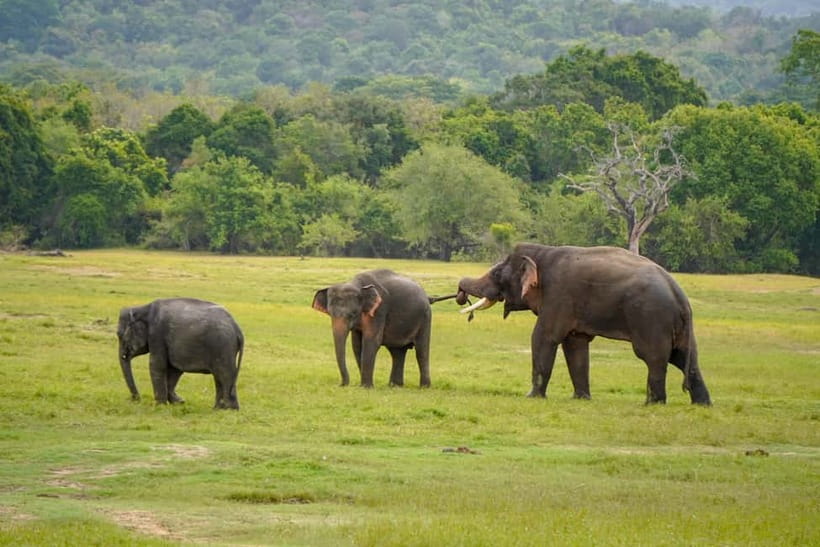 Sigiriya Lion Rock Hike & Minneriya National Park Safari - Key points to know before you go